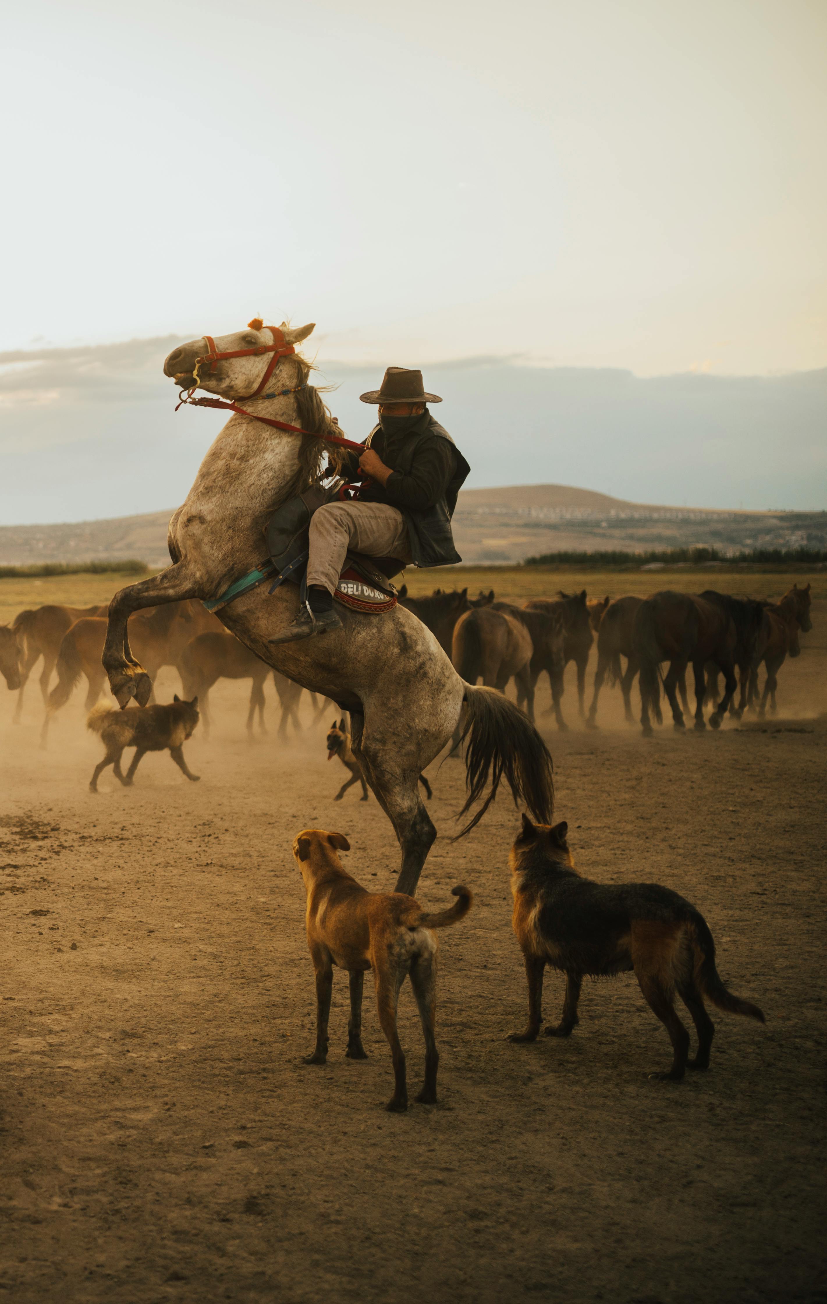 wrangler on hourse