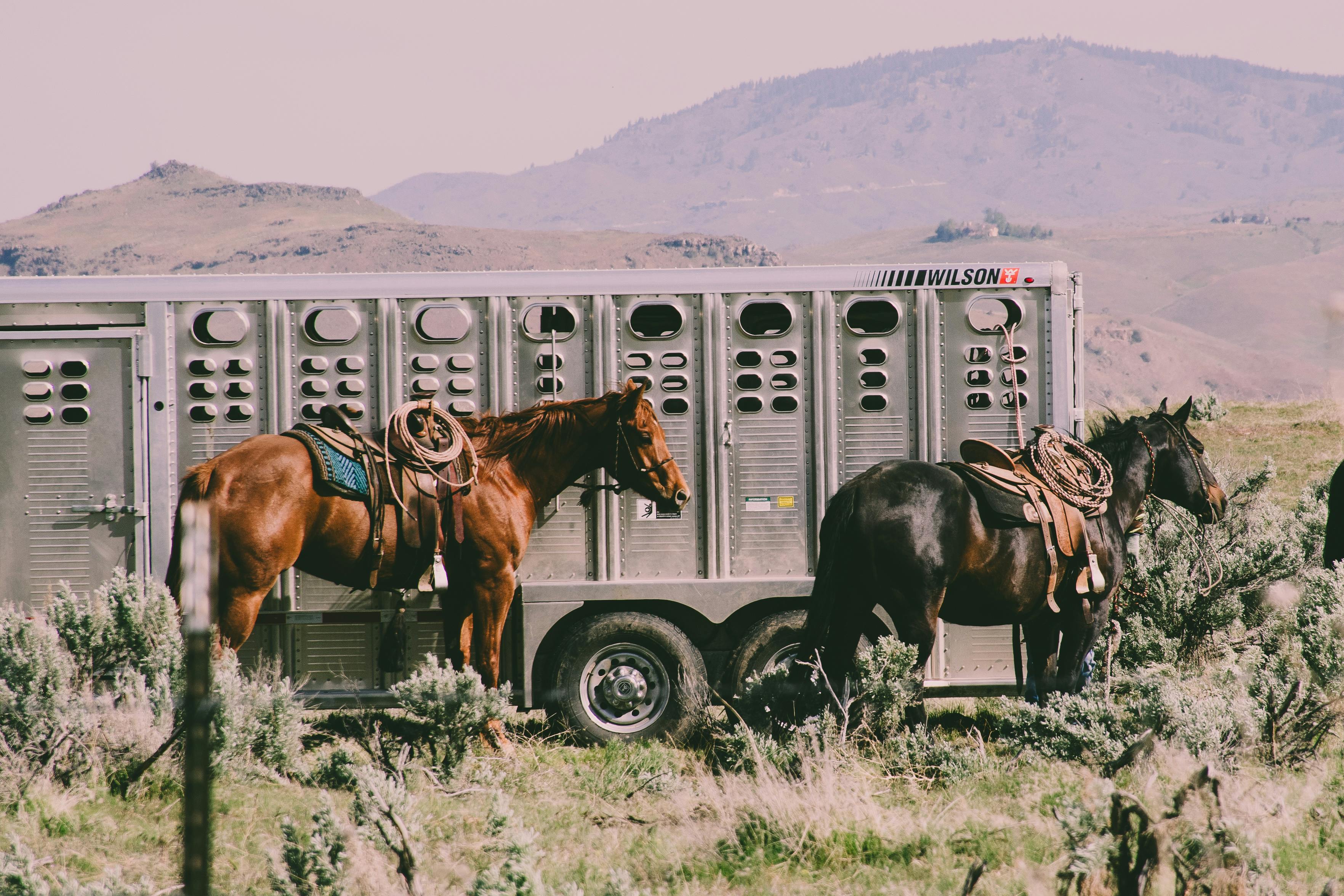horses waiting by trailer